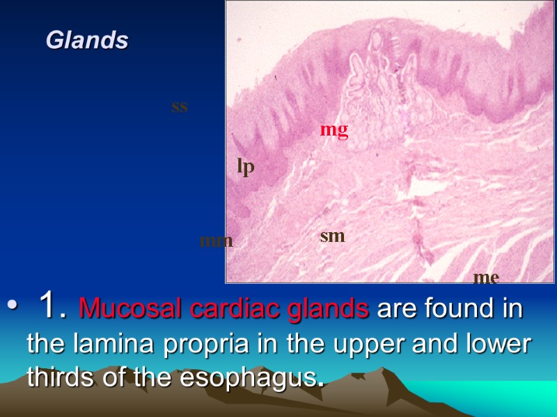 Glands  1. Mucosal cardiac glands are found in the lamina propria in the